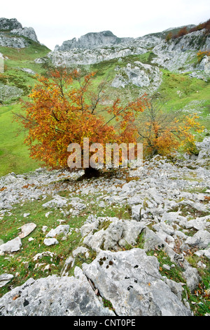 Le hêtre commun (Fagus sylvatica), le hêtre à l'automne, l'Espagne, les Asturies, parc national des Picos de Europa, Lagos de Covadonga Banque D'Images