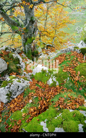 Le hêtre commun (Fagus sylvatica), le hêtre à l'automne, l'Espagne, les Asturies, parc national des Picos de Europa, Lagos de Covadonga Banque D'Images