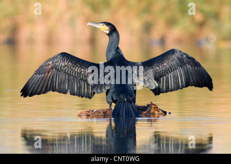 Grand Cormoran (Phalacrocorax carbo), avec les ailes ouvertes au lagoon, Espagne Banque D'Images