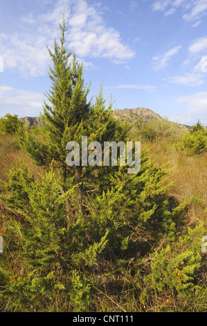 Genévrier phénicien (Juniperus phoenicea), juniper en Grèce, Grèce, Péloponnèse, Messinien Banque D'Images