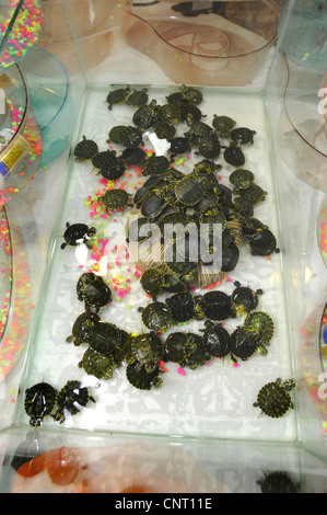 Curseur, slider, commune étang slider, yellow-bellied (tortues Trachemys scripta scripta, Pseudemys scripta scripta, Chrysemys scripta scripta), des masses de jeunes tortues d'emydid dans un aquarium, Grèce, Péloponnèse, Messinien, Kalamata Banque D'Images