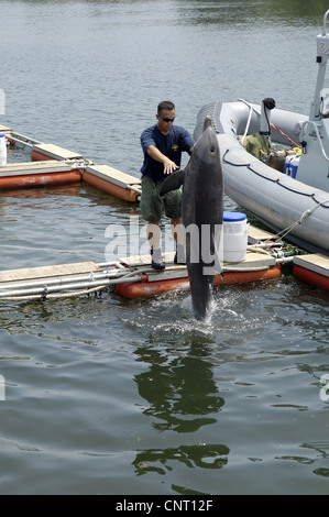 Membre de l'Équipe spéciale de la Marine l'un fonctionne avec un dauphin de la Marine formés pour détecter les mines de la mer le 13 juin 2007 à Panama City, FL. Le programme de mammifères marins de la Marine utilise les lions de mer et les dauphins pour marquer et récupérer des objets dans l'océan et sonar biologique de dauphins pour localiser les mines marines. Banque D'Images