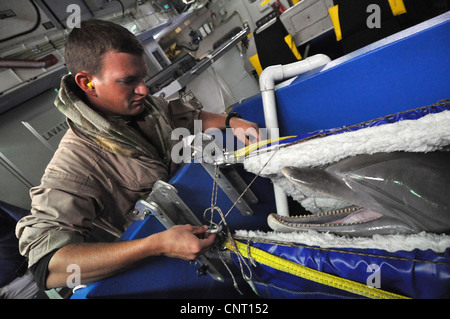 Un dauphin de la Marine américaine sur ses contrôles de routine de dolphin lors du transport pour des opérations à bord d'un aéronef cargo le 8 novembre 2009 à Hickam Air Force Base, Texas. Le programme de mammifères marins de la Marine utilise les lions de mer et les dauphins pour marquer et récupérer des objets dans l'océan et des dauphins à sonar biologique Banque D'Images