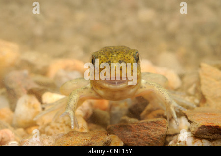 Crapaud de l'Europe de l'Ouest, Crapaud (Pelobates cultripes Ibérique), têtard, l'Espagne, l'Estrémadure, Caseres Banque D'Images