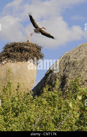 Cigogne Blanche (Ciconia ciconia), battant avec stork nest sur le roc, l'Espagne, l'Estrémadure, Laguna del Lavadero, los Barruecos, Malpartida de Caceres Banque D'Images