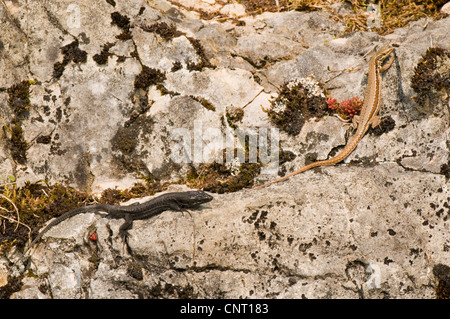 Lézard des murailles (Podarcis muralis, Lacerta muralis), melanistic mâle de l'lézard des murailles avec des femmes normales, la Suisse, le Jura Banque D'Images