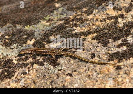 Péninsule ibérique lézard des murailles (Podarcis hispanicus. Podarcis hispanica, Lacerta hispanica), sur la roche moussue, l'Espagne, l'Estrémadure Banque D'Images