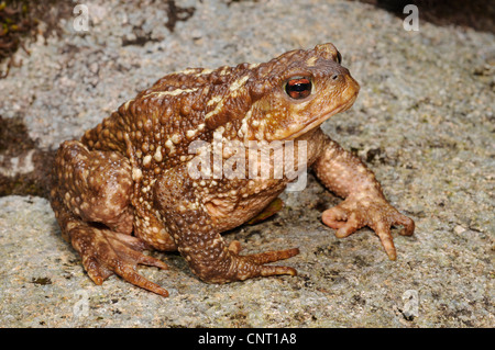 Crapaud commun (Bufo bufo spinosus), femme de pierre, Portugal, Nationalpark Peneda Geres Banque D'Images