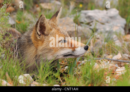 Le renard roux (Vulpes vulpes), renifle, Espagne, Andalousie, Naturpark Sierra de Cazorla Banque D'Images