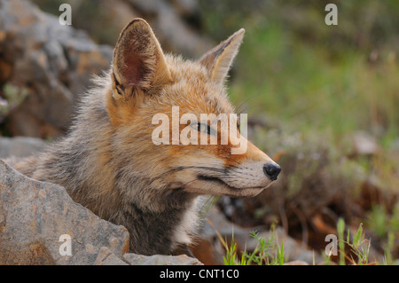 Le renard roux (Vulpes vulpes), portrait, Espagne, Andalousie, Naturpark Sierra de Cazorla Banque D'Images