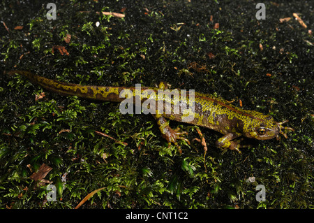 Triton marbré (Triturus marmoratus), sur de la mousse, de l'Espagne, la Galice, Naturpark Monte Aloia Banque D'Images