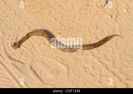 Sand Viper, vipère à cornes-nez (Vipera ammodytes), frappé sand viper, Grèce, Péloponnèse, Messinien Banque D'Images
