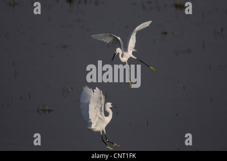 Aigrette garzette (Egretta garzetta), deux rivaux, la lutte contre la Grèce, Péloponnèse Banque D'Images