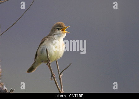 Olivaceous warbler (Hippolais pallida), siège au chant des ramilles, Grèce, Lesbos Banque D'Images