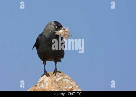 Choucas (Corvus monedula), avec matériel de nidification, Pays-Bas, Texel Banque D'Images