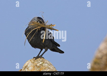 Choucas (Corvus monedula), avec matériel de nidification, Pays-Bas, Texel Banque D'Images