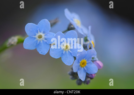 Bois forget-me-not, forget-me-not (Myosotis sylvatica), fleurs Banque D'Images