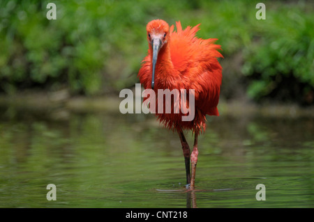 Ibis rouge (Eudocimus ruber), en eau peu profonde Banque D'Images