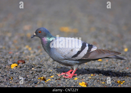 Feral pigeon biset (Columba livia), sur l'alimentation, Canaries, Lanzarote Banque D'Images