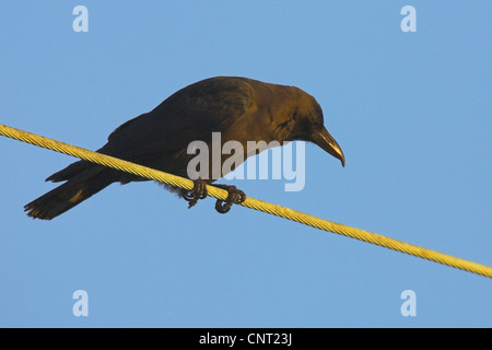 House crow (Corvus splendens), sur la corde, Pays-Bas Banque D'Images