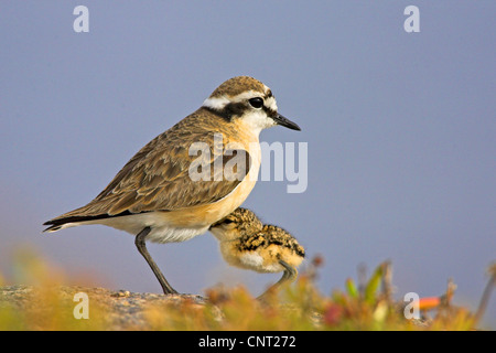 Kittlitz's Plover (Charadrius pecuarius sable), chick est resté chaud, Afrique du Sud Banque D'Images