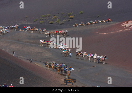 Roulez à camal Parc National de Timanfaya, Lanzarote, îles Canaries, le Parc National de Timanfaya Banque D'Images