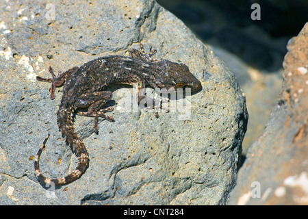 Hôtellerie de l'Est Mur, Gecko gecko (Tarentola angustimentalis), sur des pierres, Canaries, Fuerteventura Banque D'Images