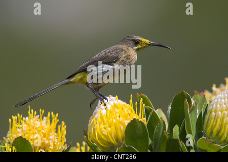 Cape sugarbird (Promerops cafer), sur Protea, Afrique du Sud, à l'Ouest Le Cap, Le Cap de Bonne Espérance National Park Banque D'Images