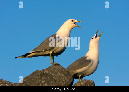 Mew Gull (Larus canus), couple, Pays-Bas, Texel Banque D'Images