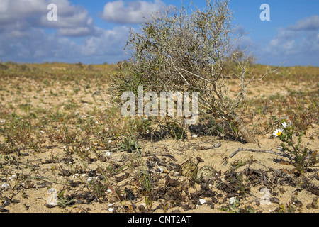 Stone-curlew (Burhinus bistriatus), nid avec des oeufs, Canaries, Lanzarote Banque D'Images