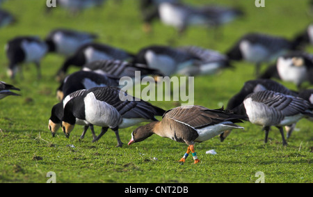 Oie naine (Anser erythropus), chez les oies de bernache, Pays-Bas, Frise Banque D'Images