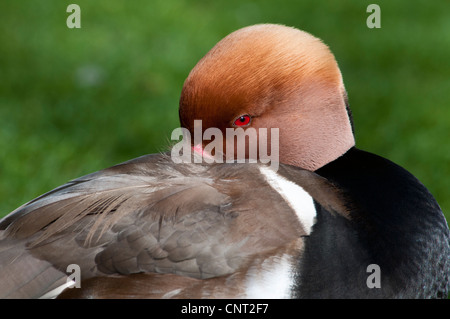 Un homme adulte nette rousse (Netta rufina) en plumage nuptial dans Regent's Park, Londres. Banque D'Images