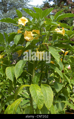 Arbre à trompettes de l'ange (spéc., Datura Brugmansia spec.), blooming Banque D'Images