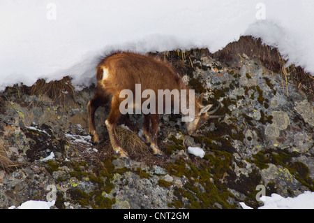 Chamois (Rupicapra rupicapra), pregnat femme, à une nourriture libres de neige place à une pente en hiver, Suisse, Valais Banque D'Images