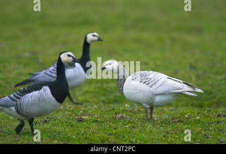 Bernache nonnette (Branta leucopsis), albinos partiel, Pays-Bas, Frise Banque D'Images