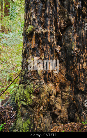 Tronc noueux de l'arbre séquoia de Californie géant à Muir Woods une forêt ancienne d'anciennes forêts de séquoias Sequoia sempervirens Côte Banque D'Images