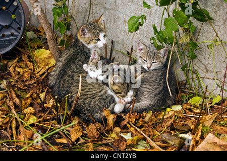 Chat domestique, le chat domestique (Felis silvestris catus) f., animaux famille, sleepy Banque D'Images