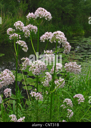 La valériane commune, tout guérir, jardin heliotrope, jardin valériane (Valeriana officinalis), sur la rive, Allemagne Banque D'Images