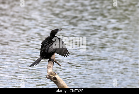 Peu d'oiseaux, Cormorant, Phalacrocorax niger, se prélassant au soleil, perché, branche d'arbre, les deux ailes de séchage à côté du corps de l'eau Banque D'Images