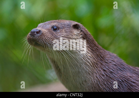 La loutre d'Europe, loutre d'Europe, la loutre (Lutra lutra), portrait, Allemagne Banque D'Images