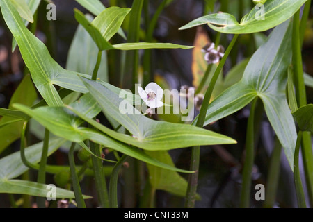 Sagittaria sagittifolia (flèche), la floraison, Allemagne Banque D'Images