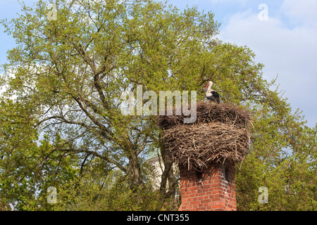 Cigogne Blanche (Ciconia ciconia), nichent sur une cheminée, Allemagne Banque D'Images