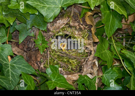 Wren eurasien (Troglodytes troglodytes), nid caché dans Ivy avec naissant Banque D'Images