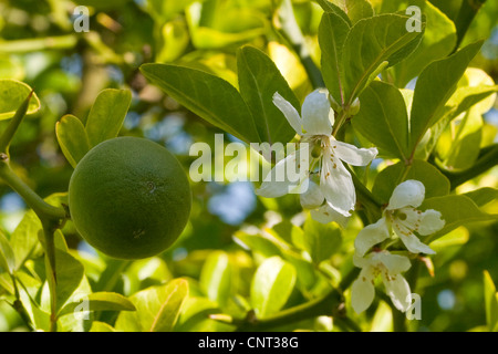 Orange trifoliolée (Poncirus trifoliata), fruits Banque D'Images