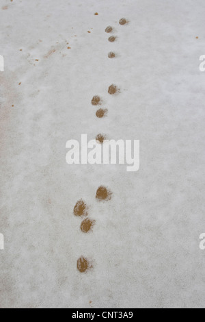 Lapin de garenne (Oryctolagus cuniculus), empreintes dans la neige, Allemagne Banque D'Images