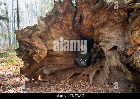 Deux enfants assis dans la tige creuse d'un vieux chêne, immense et culbute, Solling, ALLEMAGNE, Basse-Saxe Banque D'Images