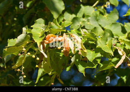 Tilleul à petites feuilles, littleleaf linden, peu de feuilles Tilia cordata (Tilleul), branche avec fruits, Allemagne Banque D'Images