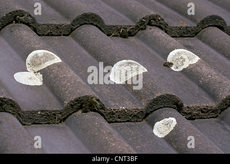 (Lichen Lecanora muralis), croissant sur les tuiles du toit Banque D'Images