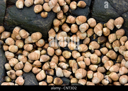 Bigorneaux, winkle winkle comestibles, commune (Littorina littorea), à marée basse sur les rochers de la côte Banque D'Images