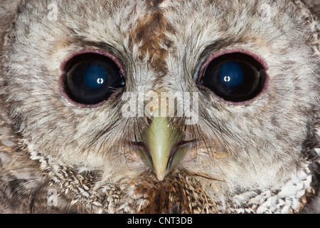 Chouette hulotte eurasien (Strix Aluco enr), portrait Banque D'Images